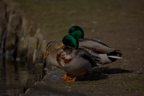 Canard dans son habitat naturel