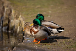 Canard pour le forfait canard, bernache et oie blanche