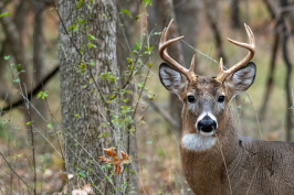 Cerf de Virginie pour le forfait de chasse au chevreuil